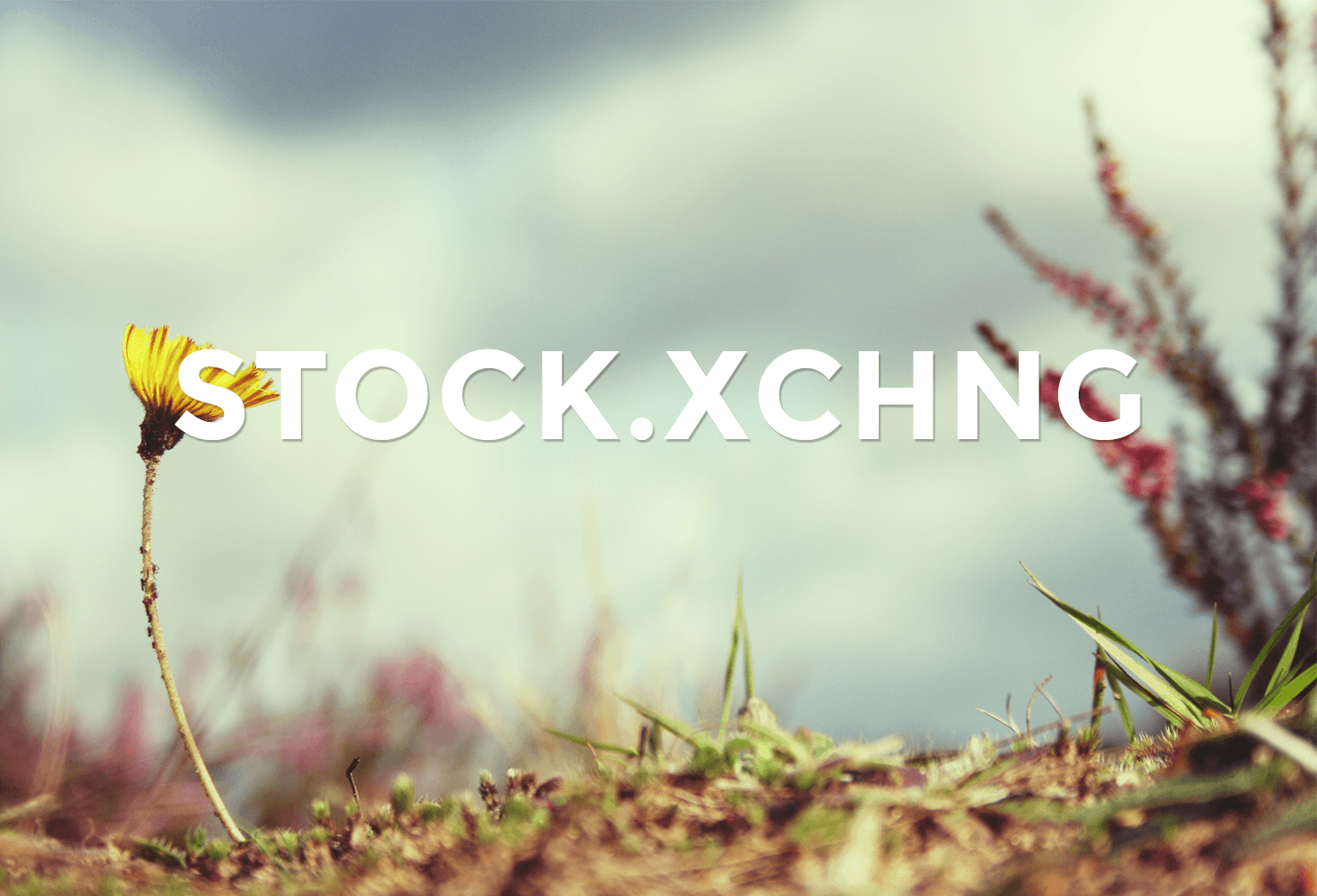 stock.xchng